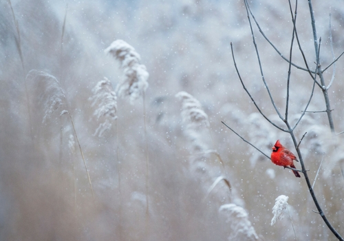 Snow_Large.jpg